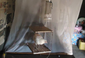 Chicken odour `prevents malaria` research in Ethiopia finds